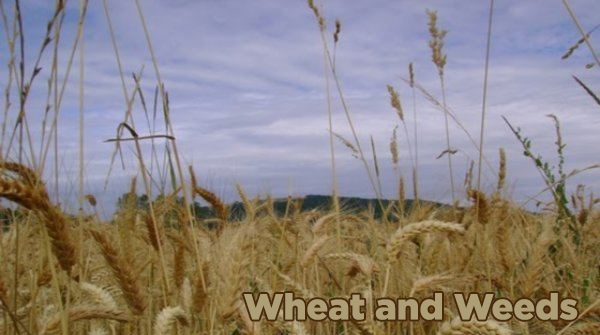 Thumbnail for the post titled: Wheat and Weeds